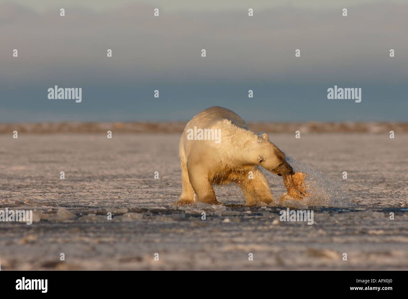 polar bear playing with a walrus flipper in slushy pack ice 1002 coastal plain of the Arctic National Wildlife Refuge Alaska Stock Photo