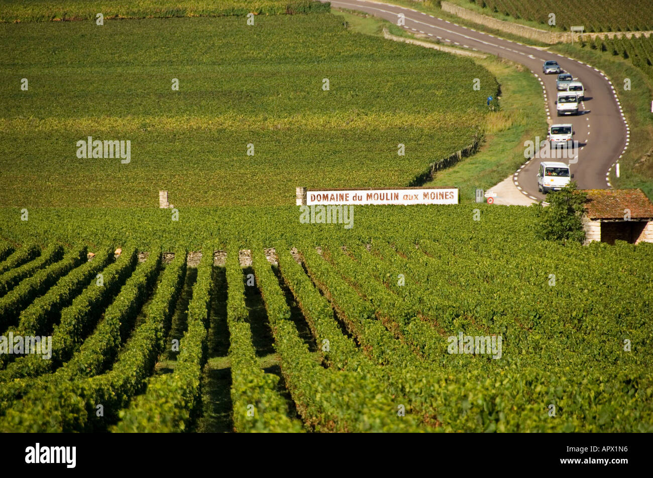 Vineyard at Meursault with the N73 road heading towards Auxey Duresses, Burgundy, France Stock Photo