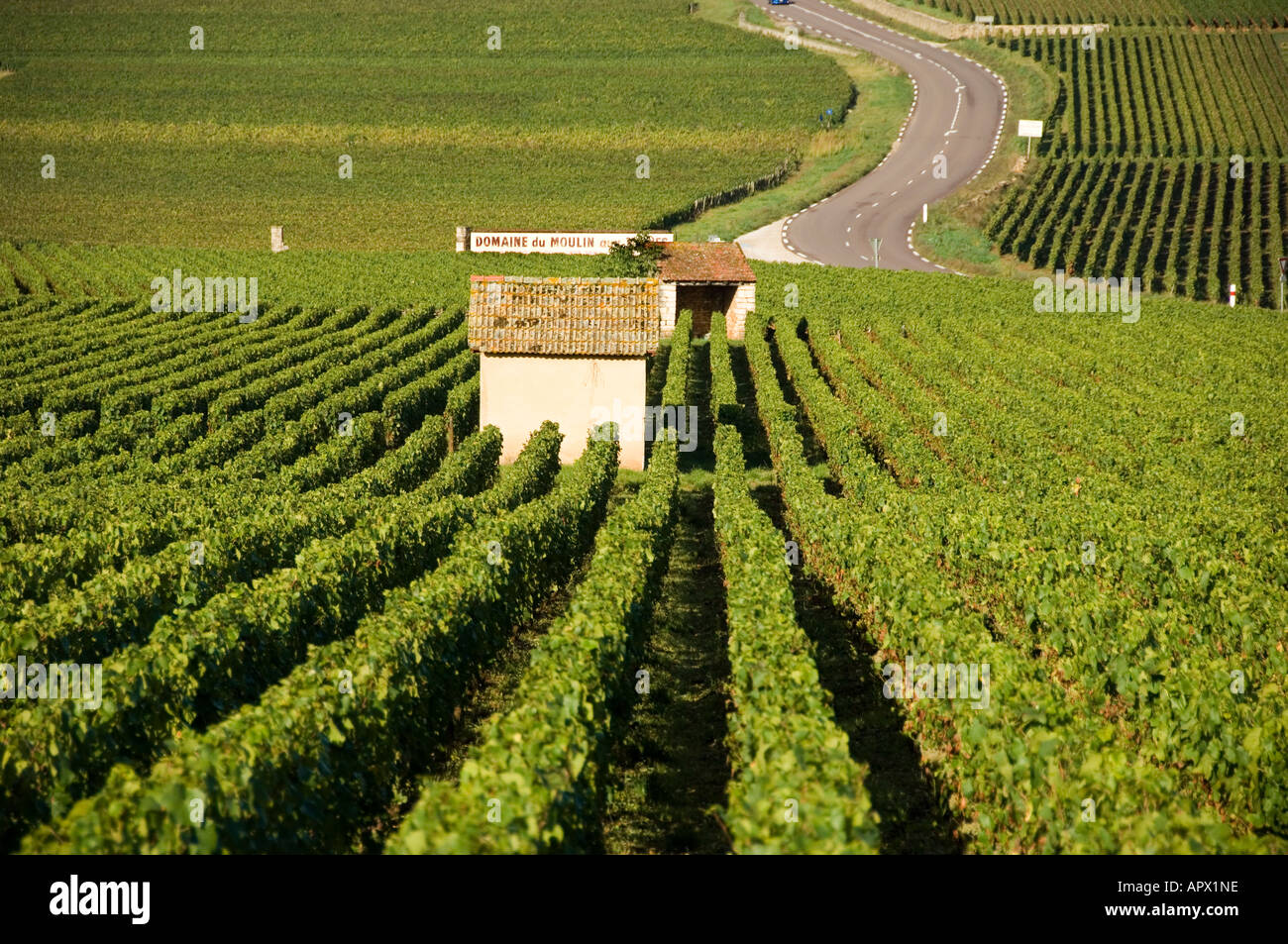 Landscape with rows of vines at Meursault with the N73 route heading towards Auxey Duresses, Burgundy, France Stock Photo