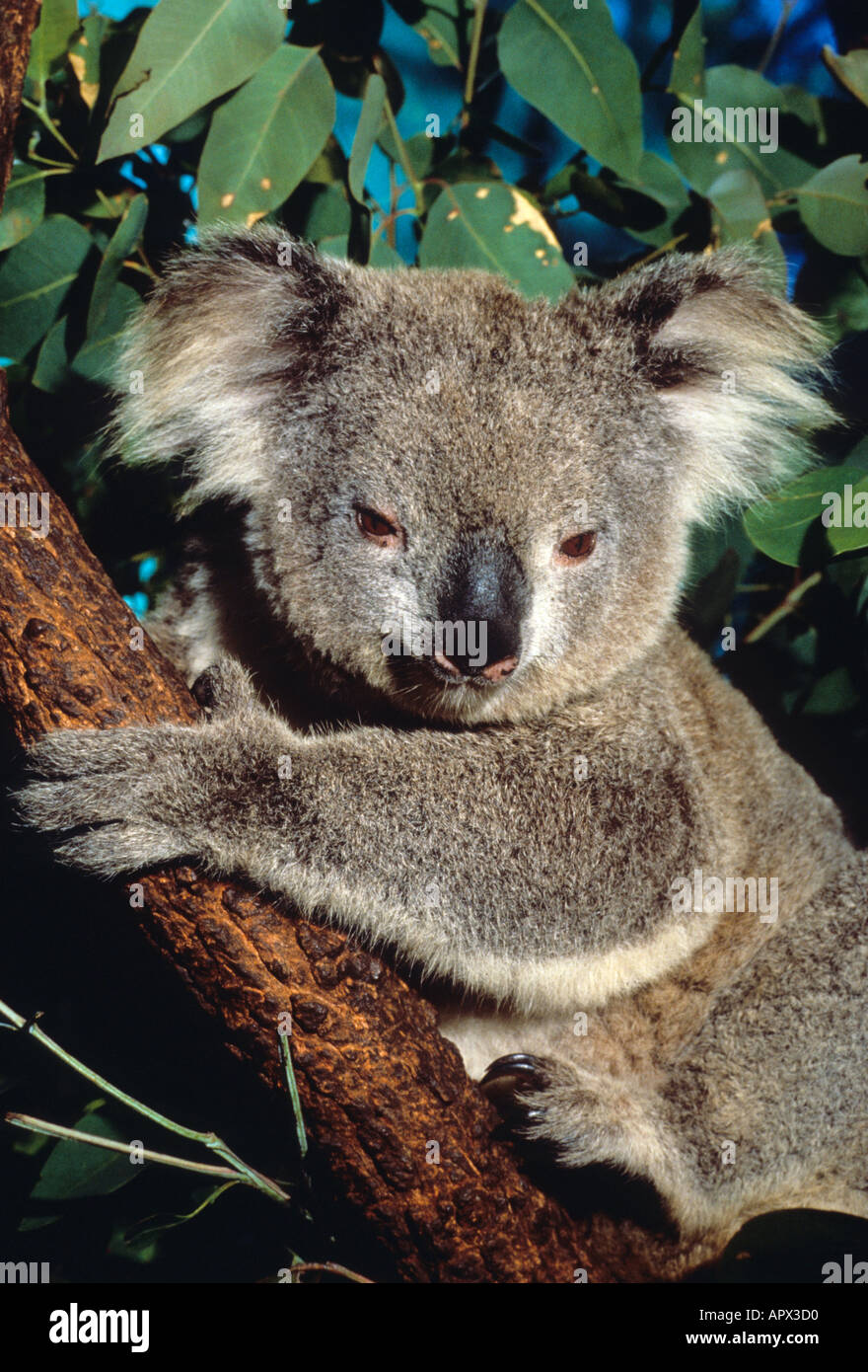 Koala bear australia hi-res stock photography and images - Alamy