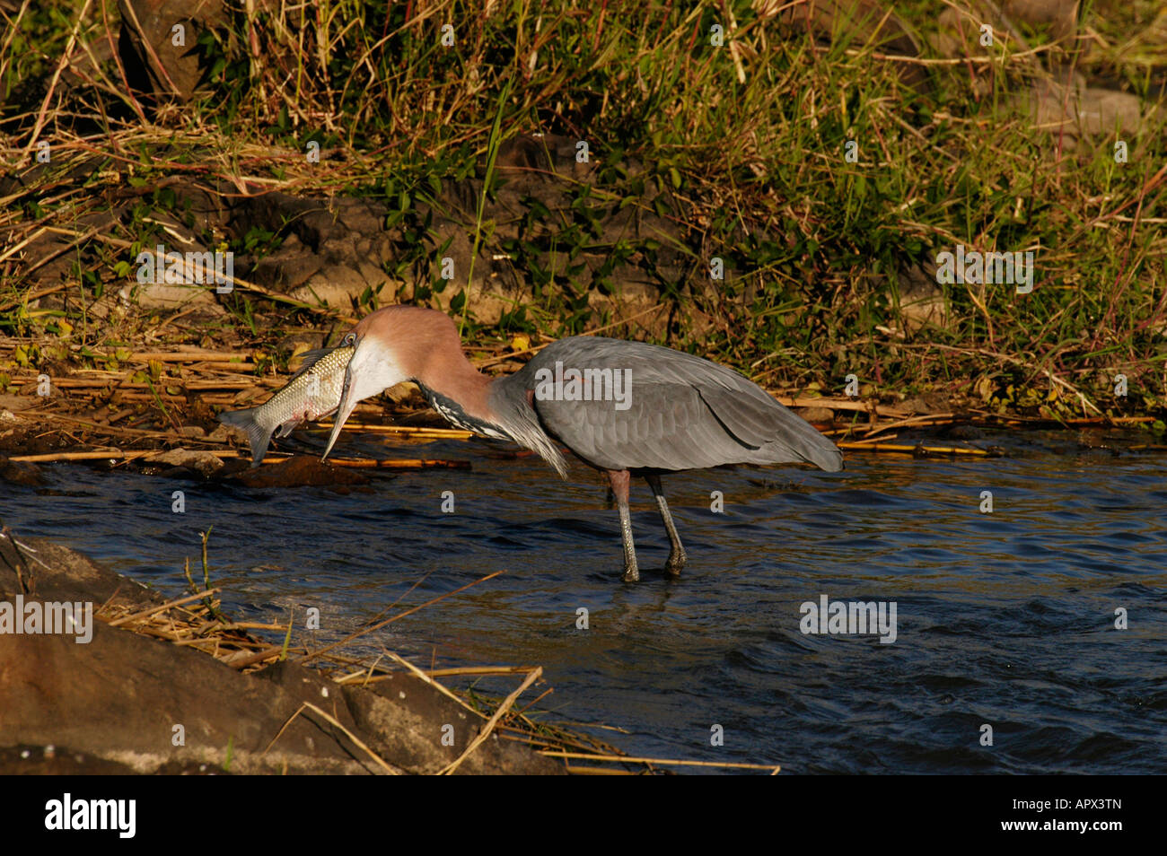 Goliath Heron battling to swallow a large fish Stock Photo