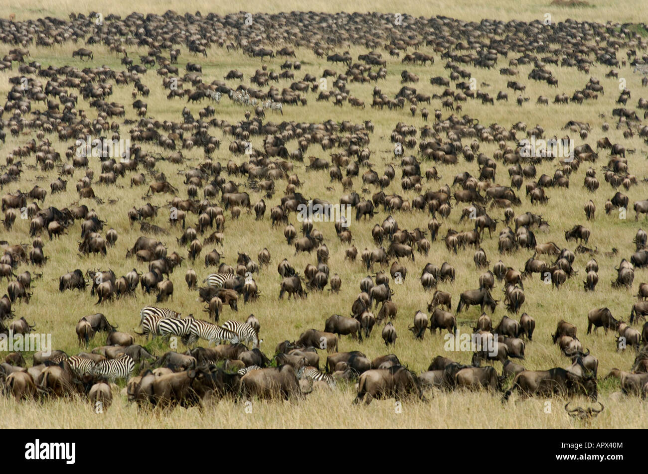 Zebra Herd Aerial View Hi res Stock Photography And Images Alamy