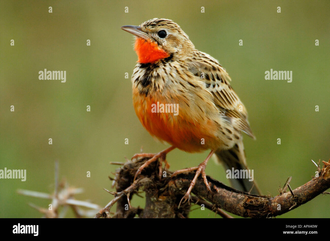 Rosy-breasted (Pink-throated) Longclaw Stock Photo