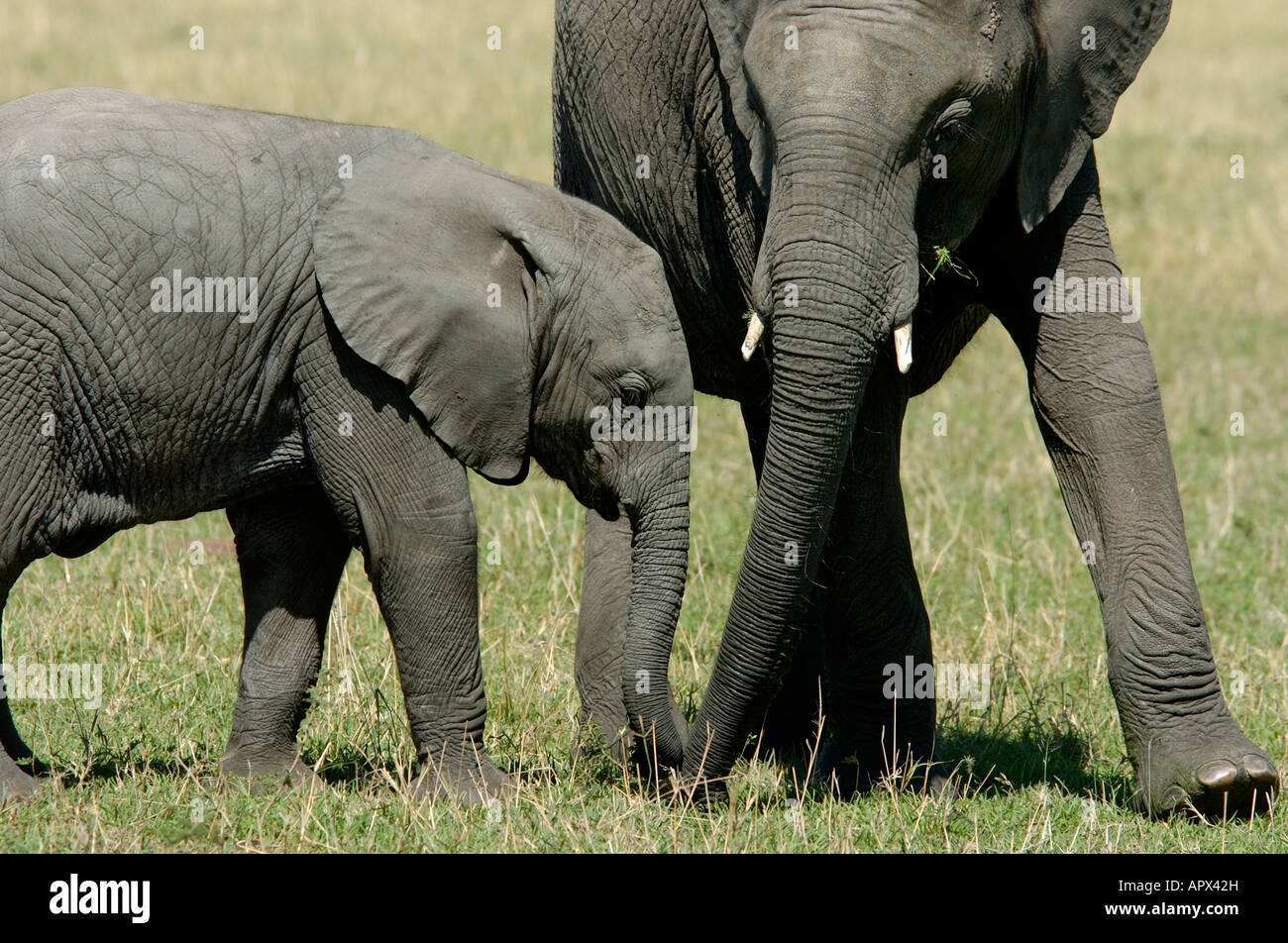 Elephant youngsters Stock Photo