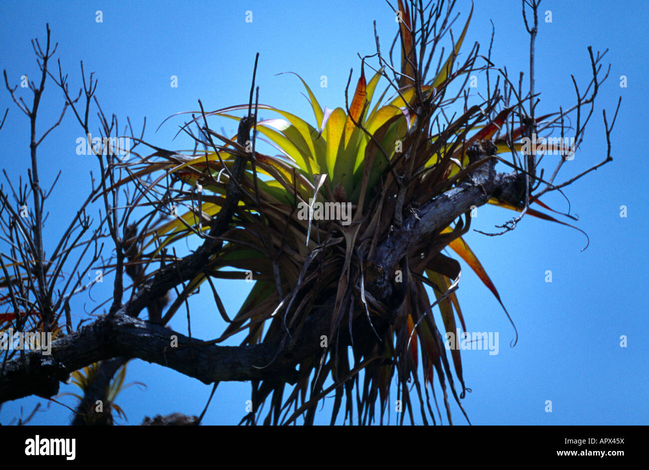 Fig Tree Hill Antigua Rainforest Bromeliad Plant Growing On Tree Stock Photo