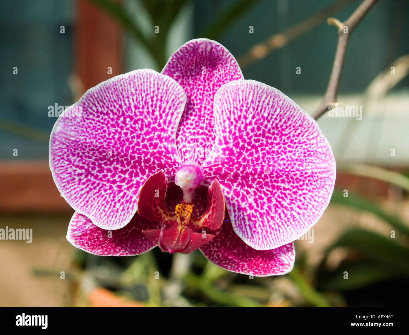 purple orchid on Inle Lake in Myanmar Stock Photo