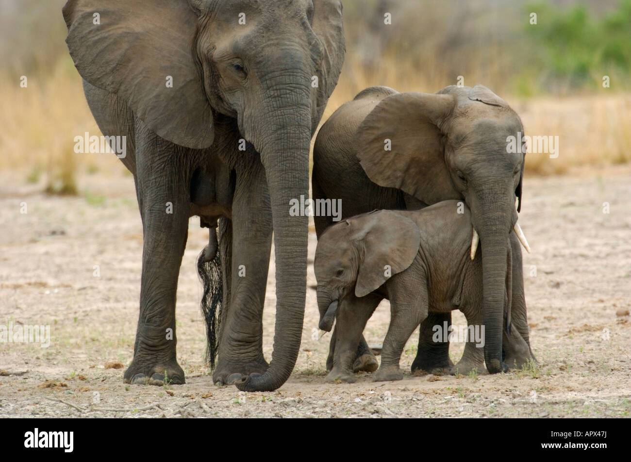 Elephant with two youngsters Stock Photo