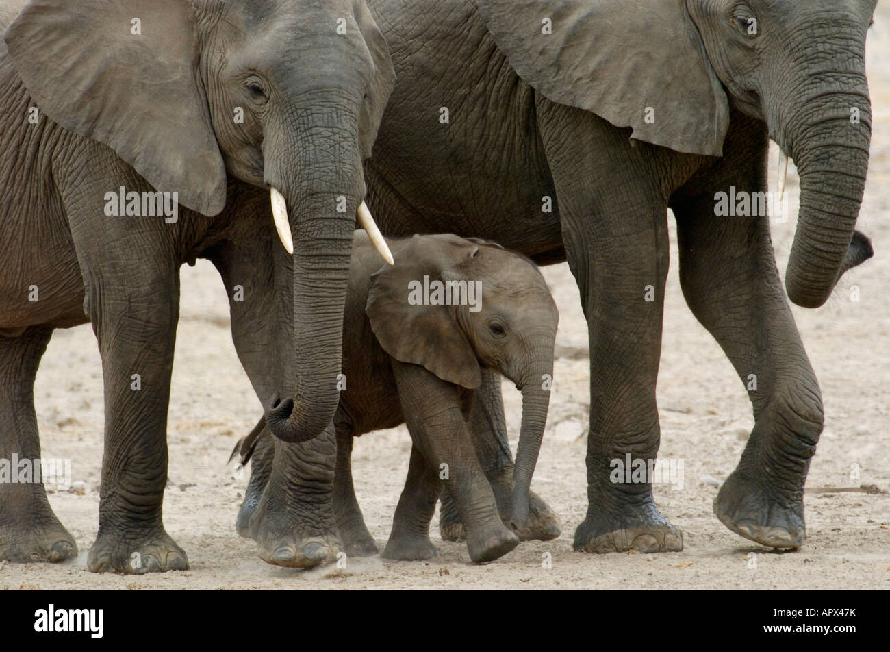 Elephant with two youngsters Stock Photo