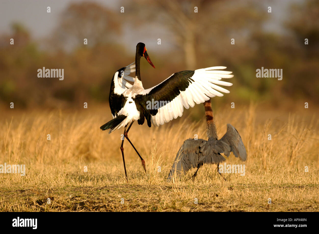 Saddle-billed stork and juvenile Stock Photo