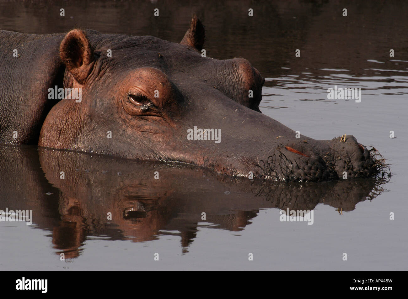 Hippo portrait Stock Photo