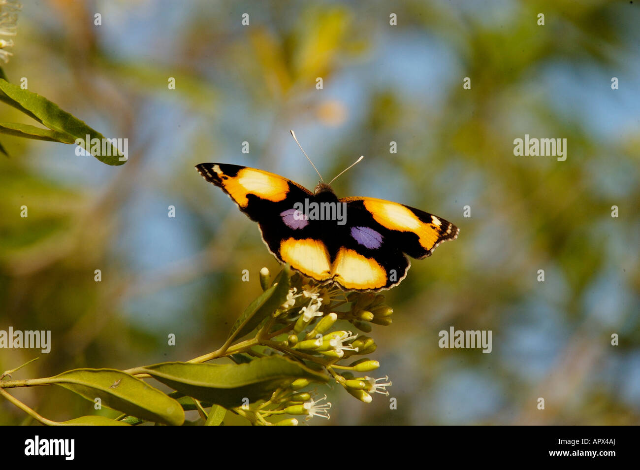 Yellow pansy (Junonia hierta cebrene) butterfly Stock Photo