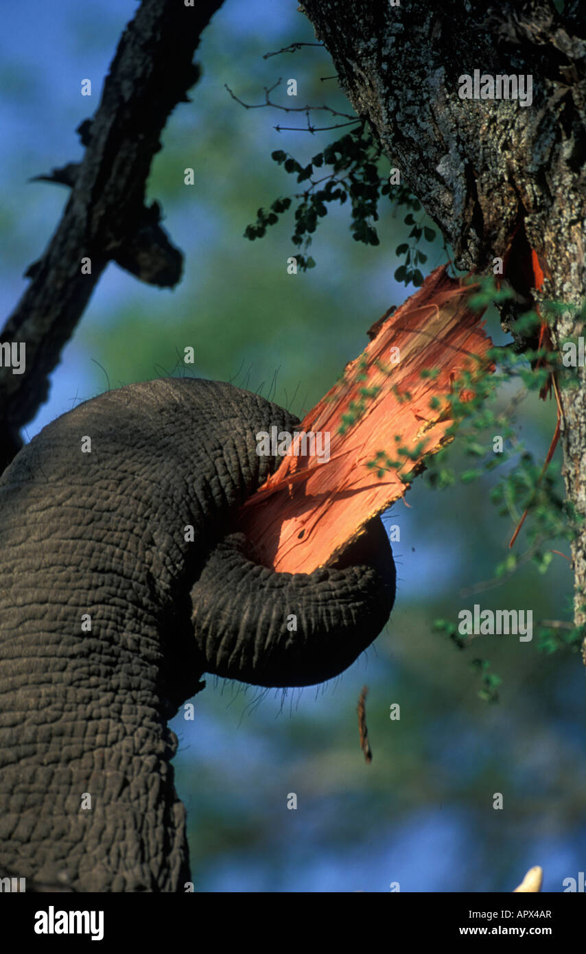 Close up of an elephant (Loxodonta africana) pulling a piece of bark from the stem of an Acacia Nigrescens tree Stock Photo