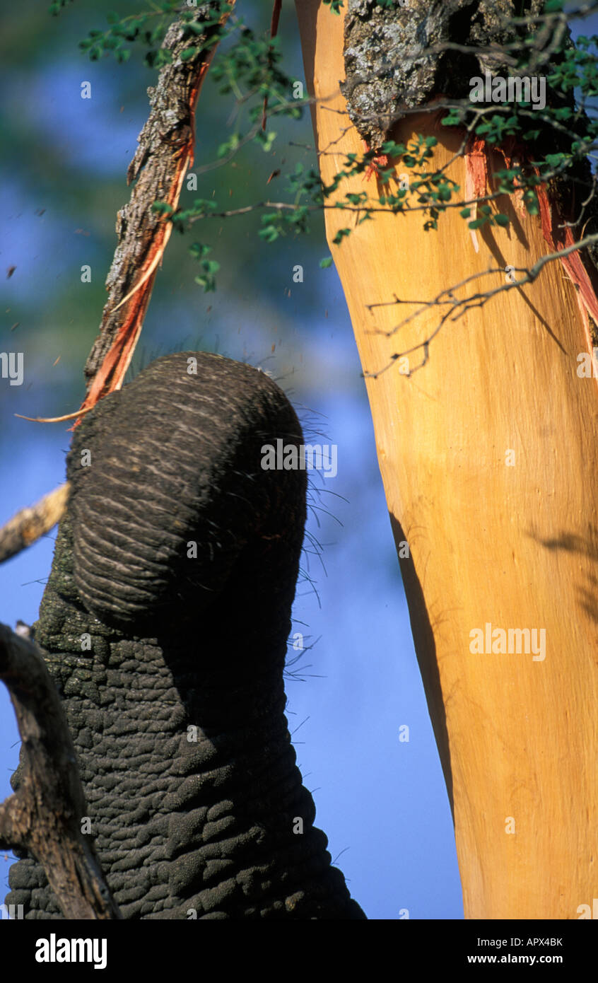 Close up of an elephant trunk (Loxodonta africana) pulling a strip of Acacia nigrescens bark off the stem Stock Photo