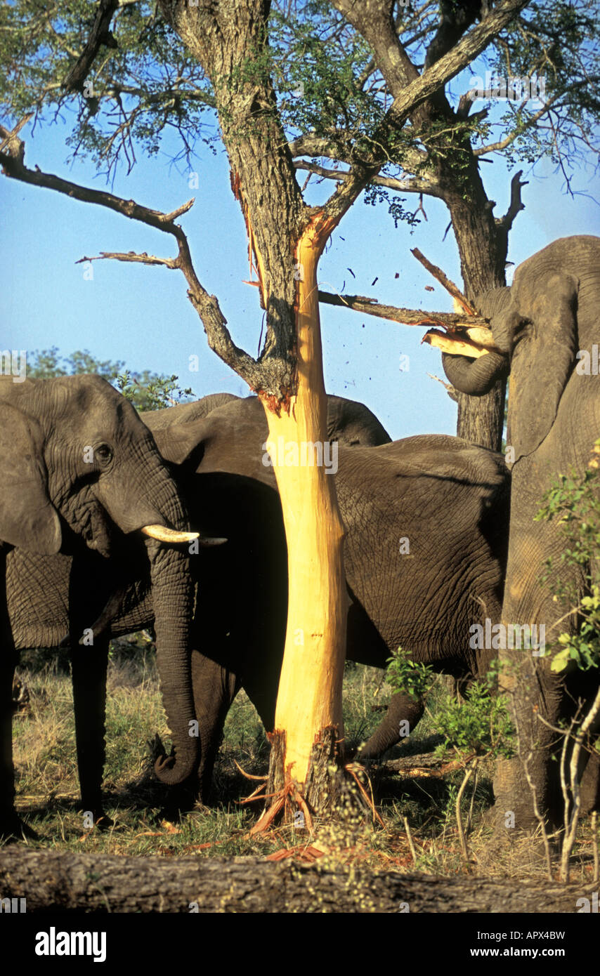An elephant (Loxodonta africana) pulling a long strip of bark off an Acacia Nigrescens tree Stock Photo