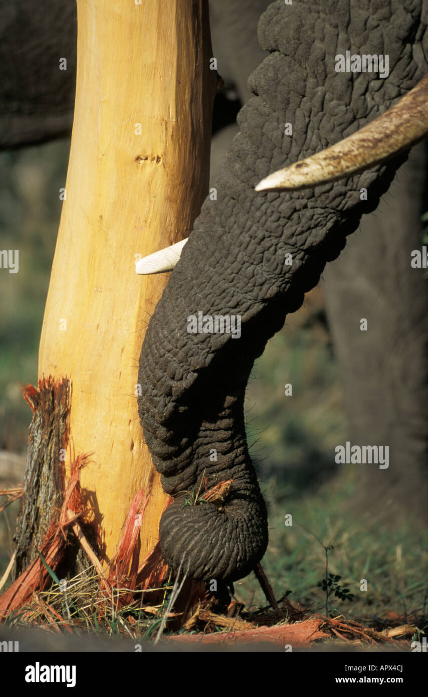 elephant trunk (Loxodonta africana) pulling a strip of bark from the base of an Acacia Nigrescens tree Stock Photo