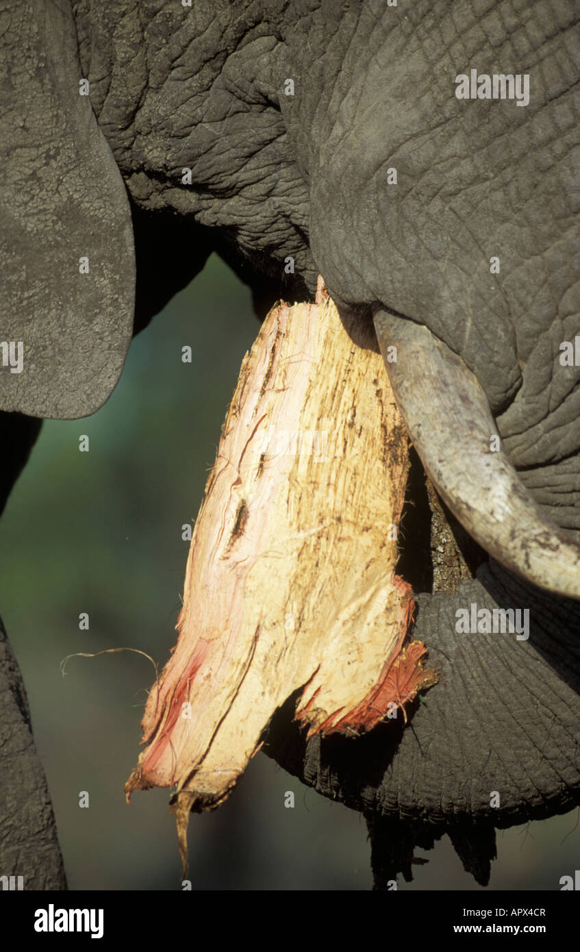 Close up of an elephant (Loxodonta africana) feeding on a section of bark stripped from an Acacia Nigrescens tree Stock Photo
