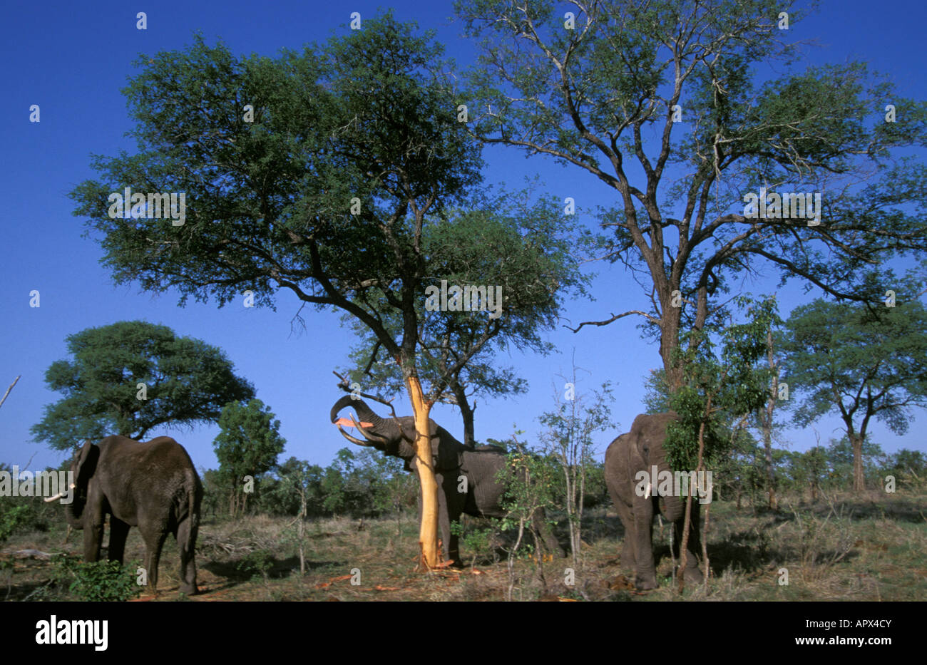 A herd of elephants stripping bark off Acacia nigrescens trees. Stock Photo