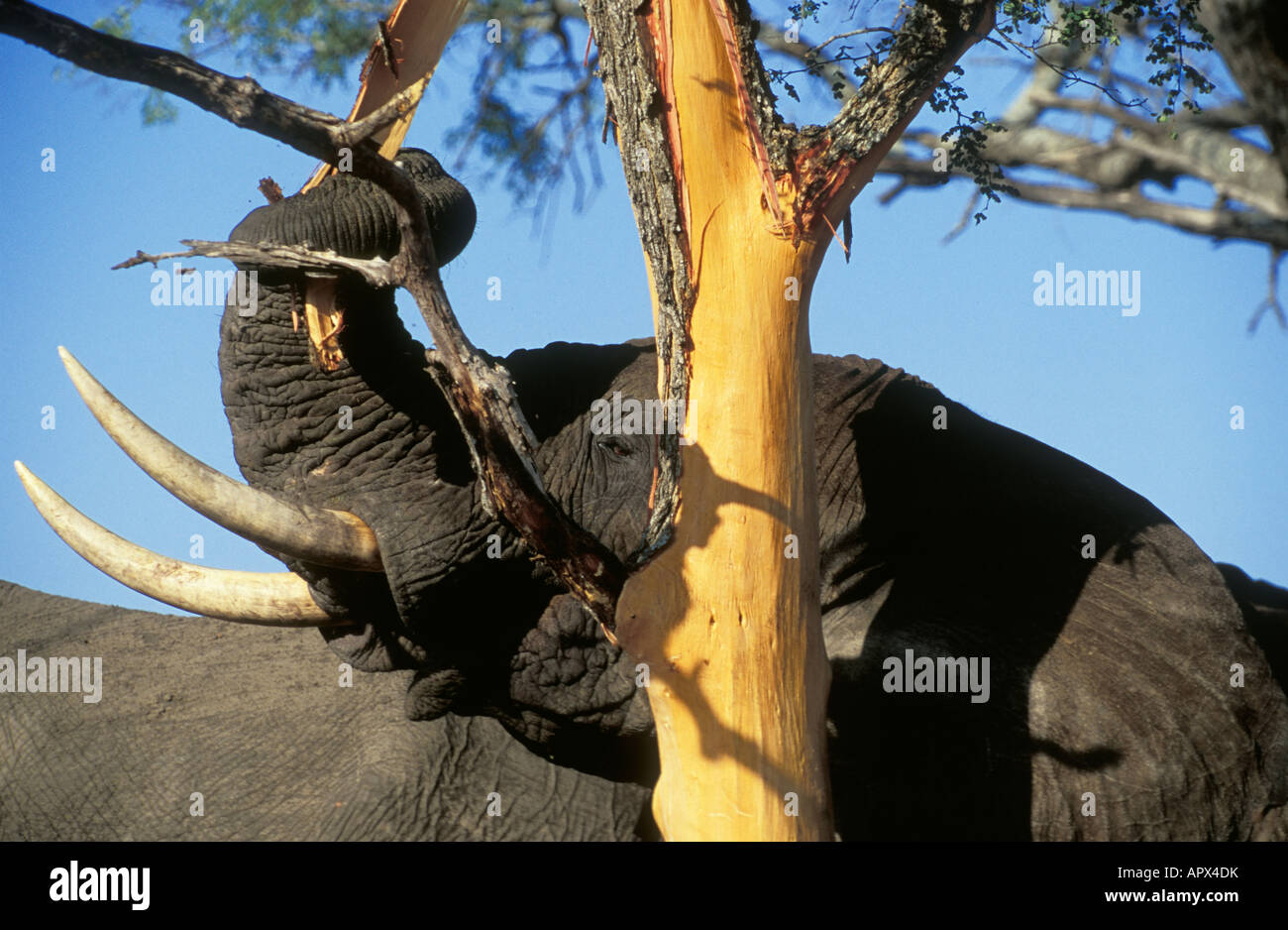 Detail of an elephant stripping a piece of bark off an Acacia nigrescens tree Stock Photo