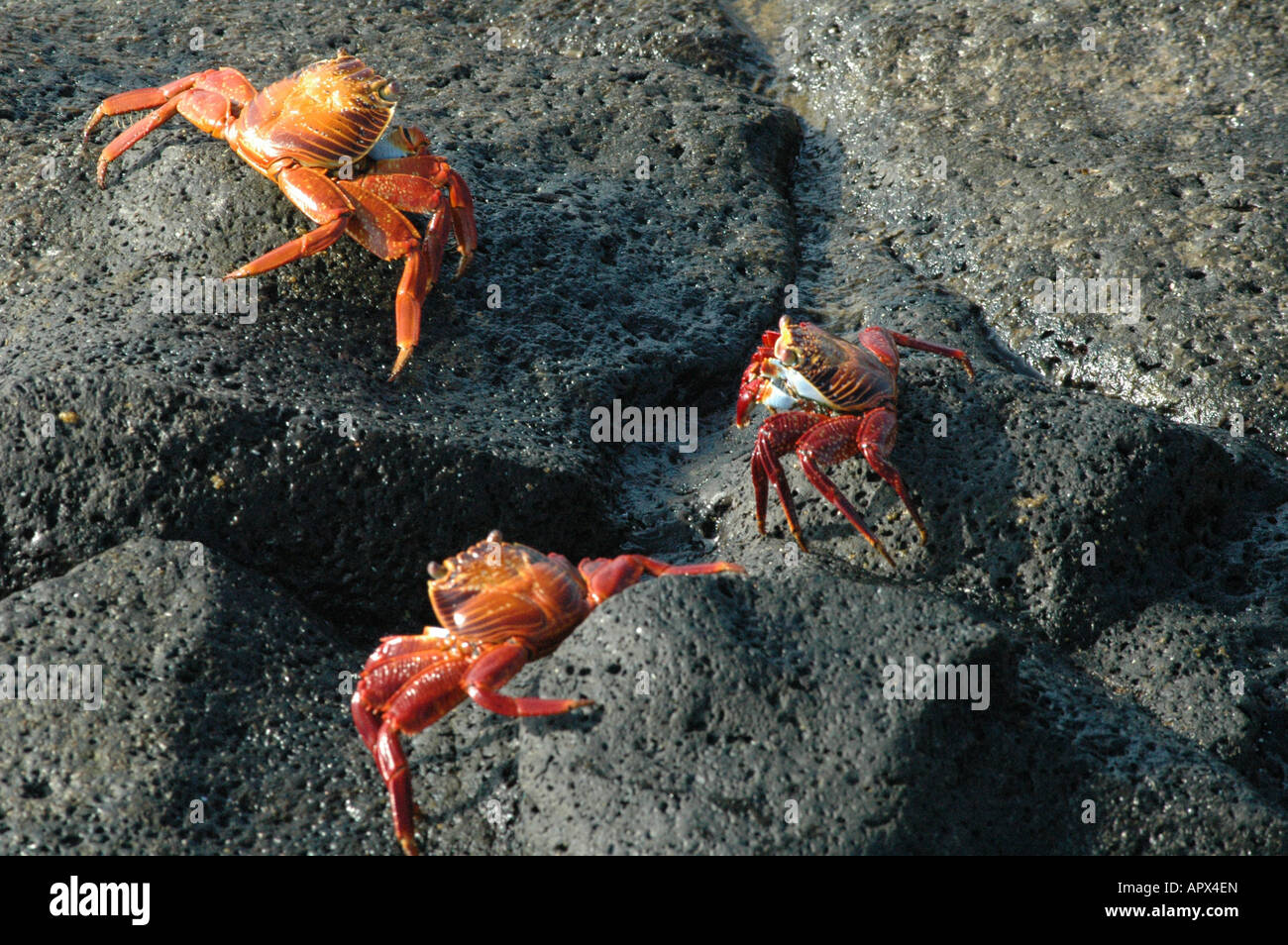 3 sally hi-res stock photography and images - Alamy