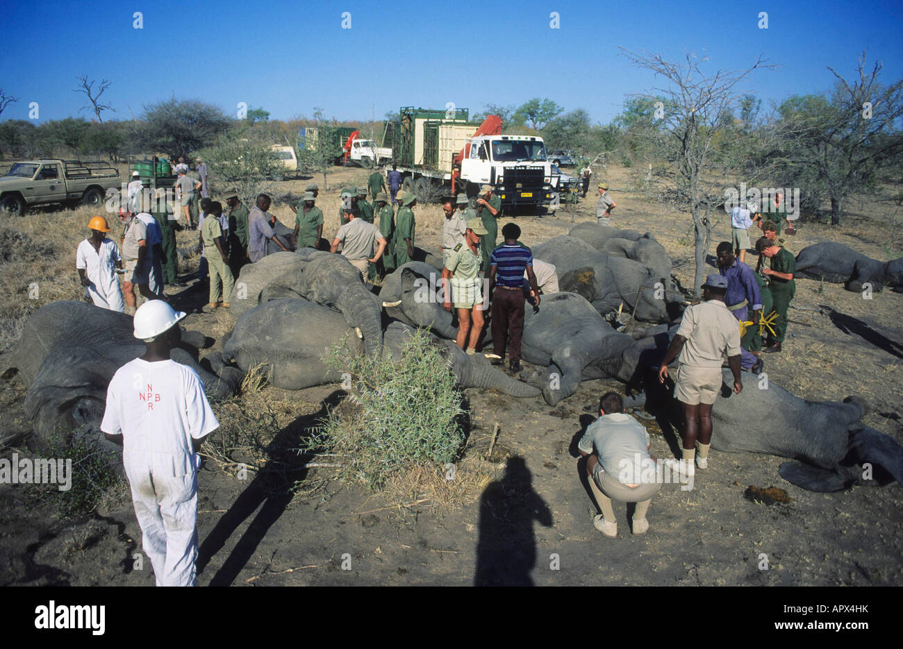 Dead elephant annual culling operation (Photo 1990) Stock Photo