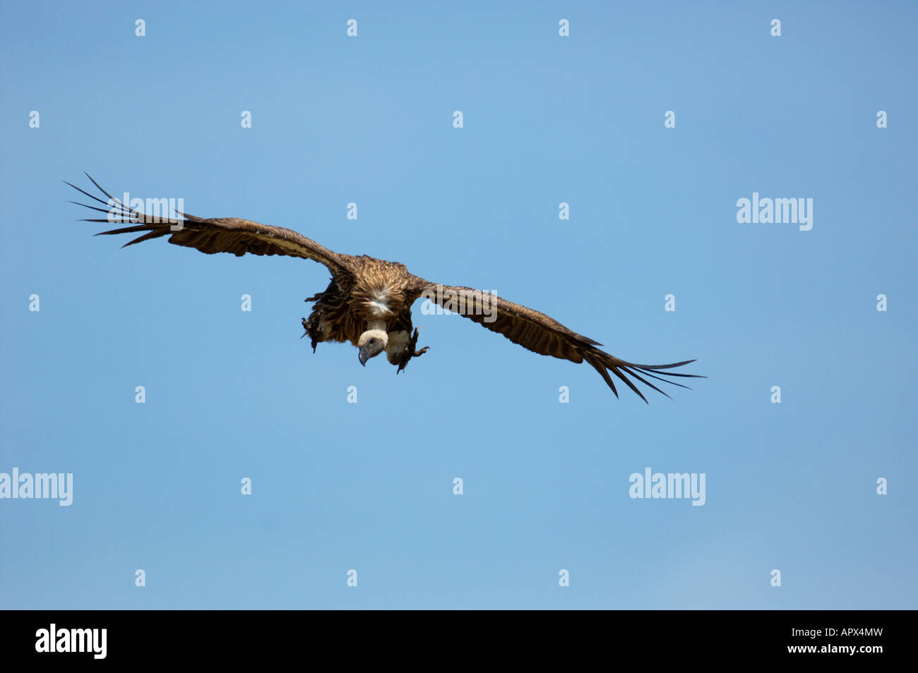 White-backed vulture coming in to land Stock Photo