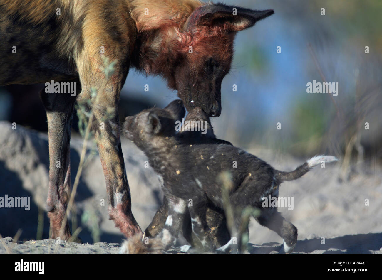 Wild dog with a bloodied face returning to its pups to regurgitate food for them Stock Photo