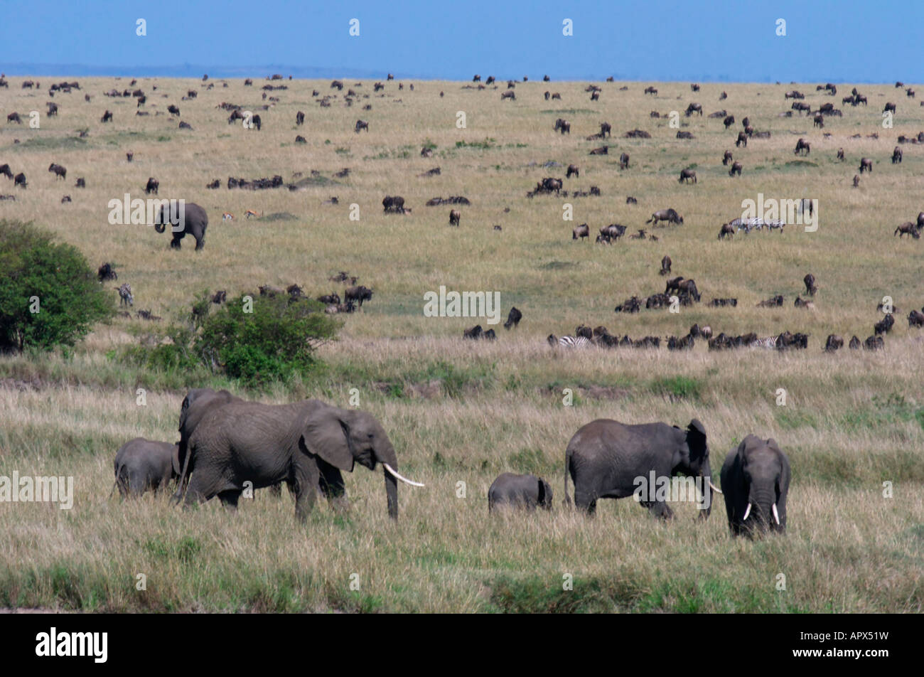 Breeding herd of elephant scattered amongst Wildebeest grazing on the open grassy plains of the Masaai Mara Stock Photo