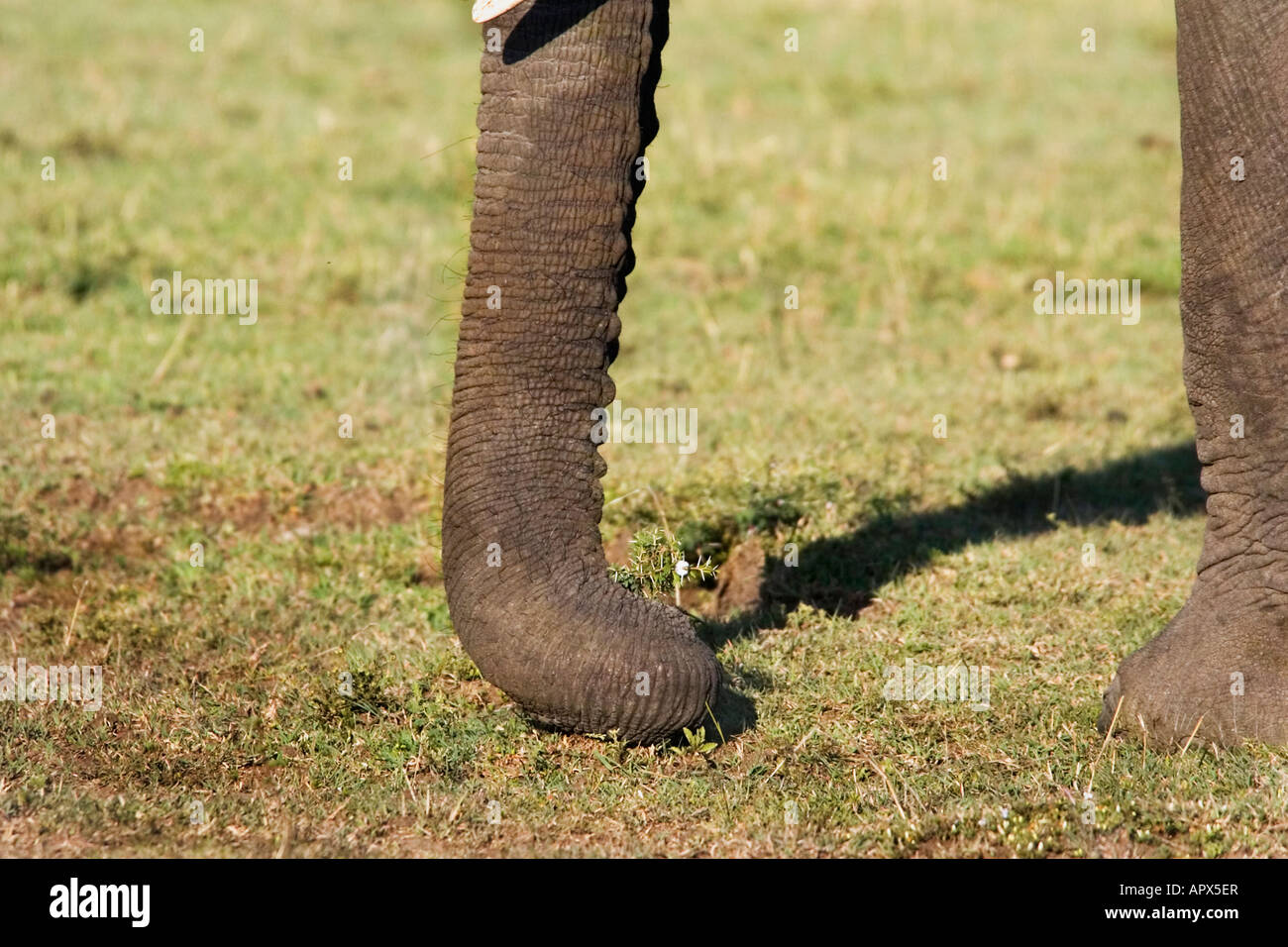 Elephant - tip of trunk pulling small thorn shrub out of ground. Stock Photo