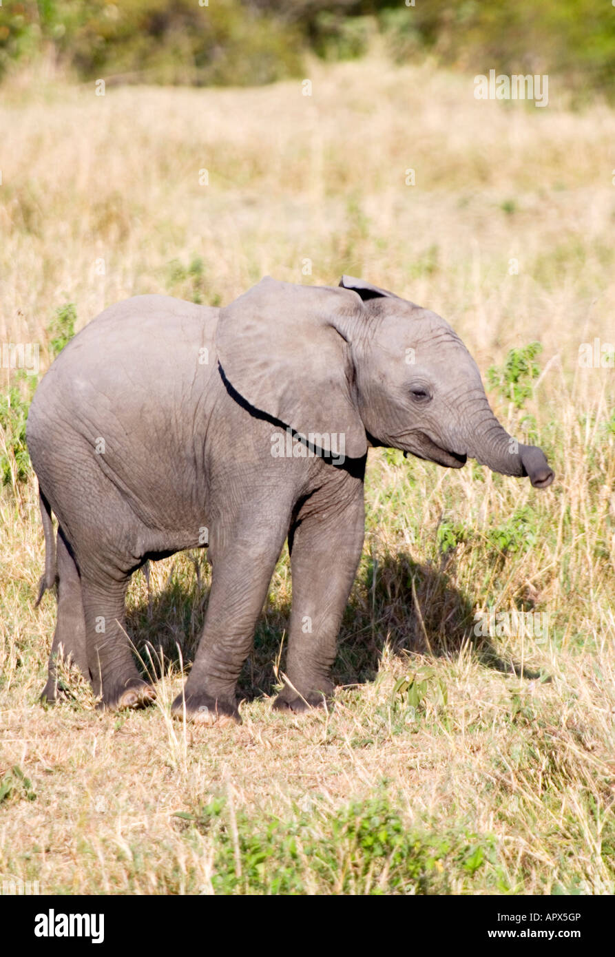An elephant calf raising its trunk uncertainly Stock Photo - Alamy