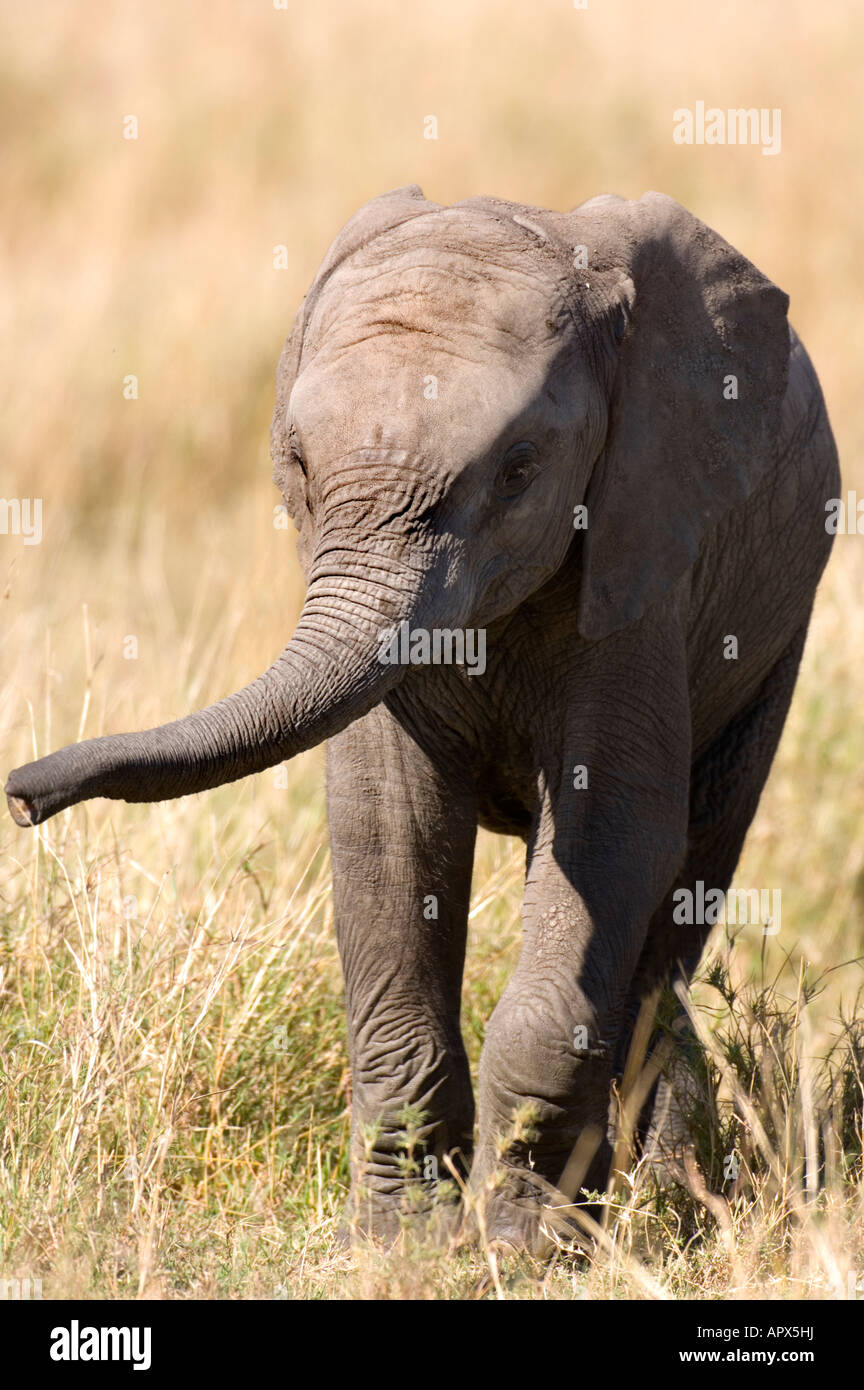 An elephant calf raises its trunk uncertainly as it approaches the photographer's vehicle Stock