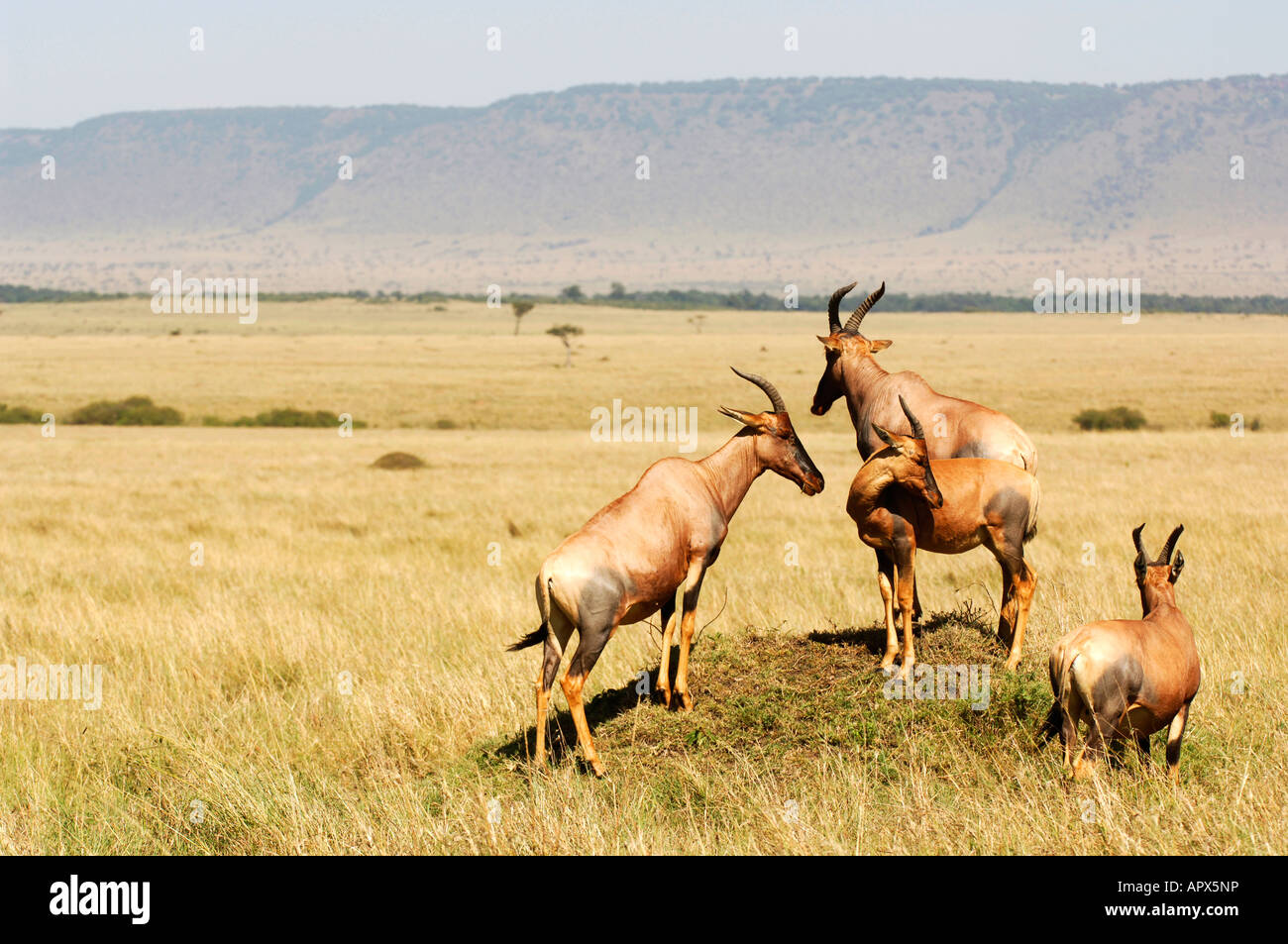 Topi (Damaliscus lunatus jimela) standing on mound Isuria (or Olooloo ...