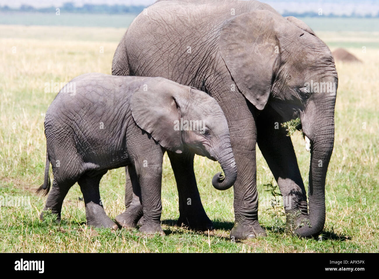African elephant calves feeding in a short open grassland Stock Photo