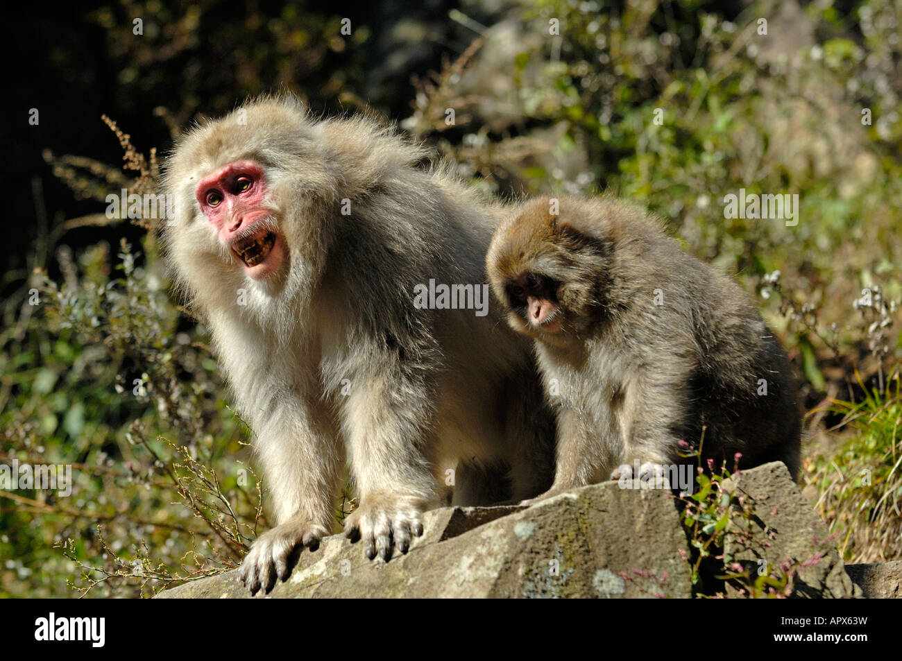 Adult baby snow monkey japan hi-res stock photography and images - Alamy