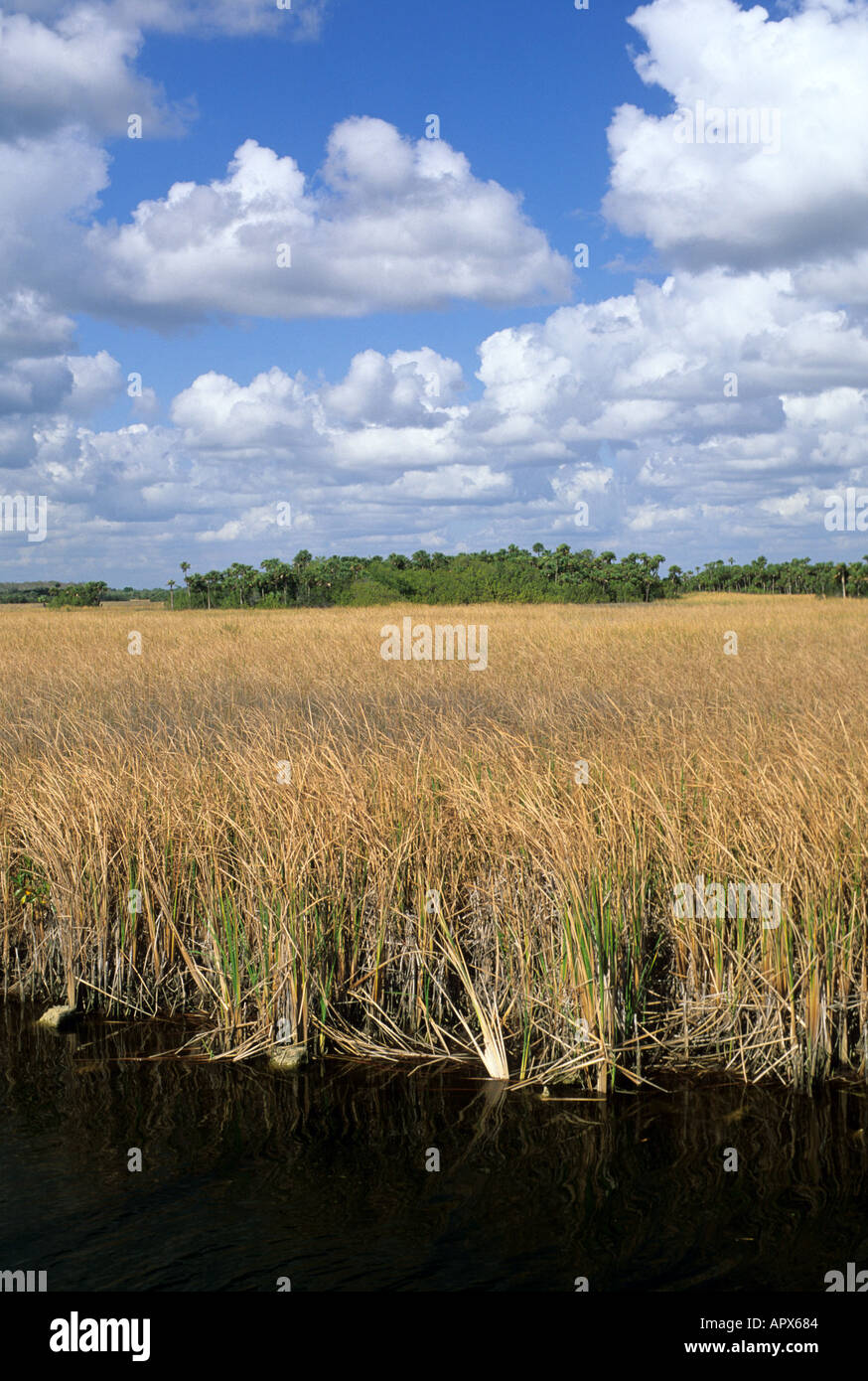 Hammock in the Florida Everglades Stock Photo Alamy
