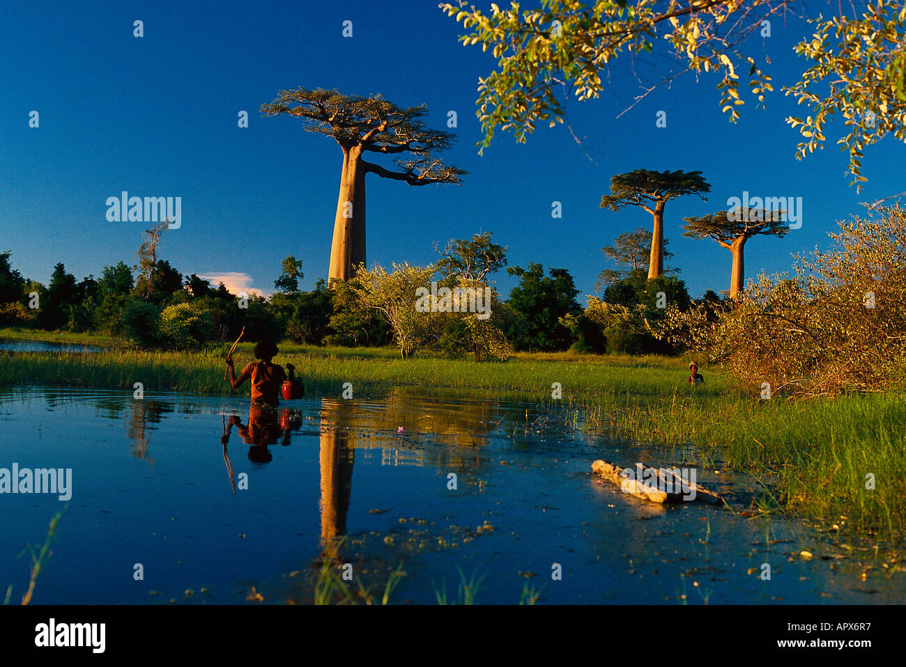 Boab tree one hi-res stock photography and images - Alamy
