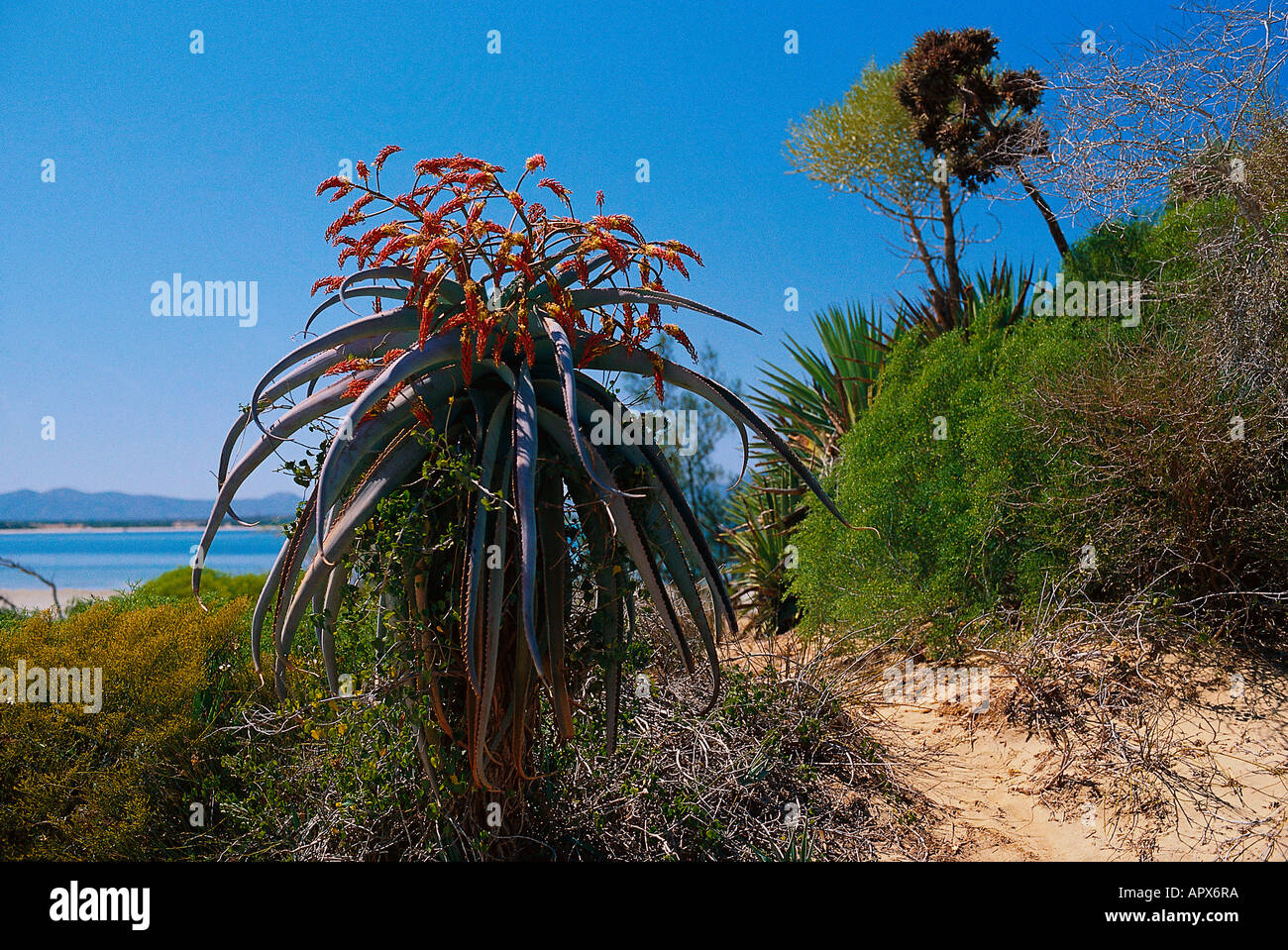 Aloe plant, at Lac Anosy, Madagascar Stock Photo
