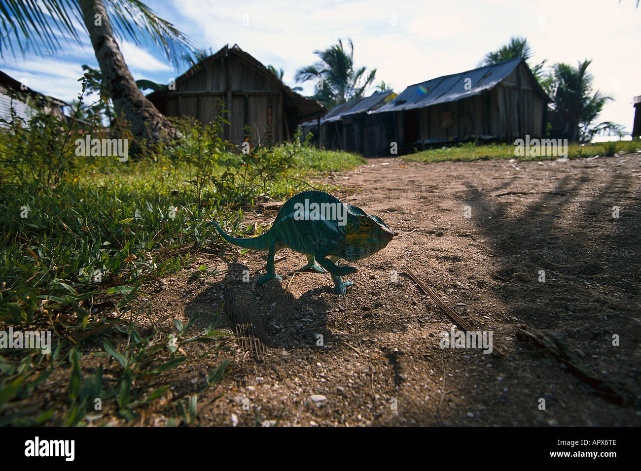 Chameleon, Animals Madagascar Stock Photo