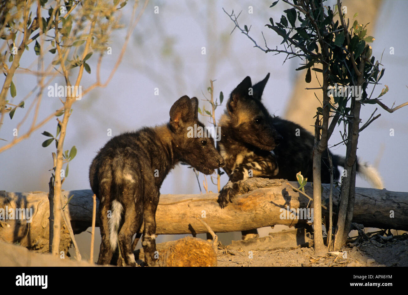 Wild dog (Lycaon pictus) pups at den 2 months old Stock Photo
