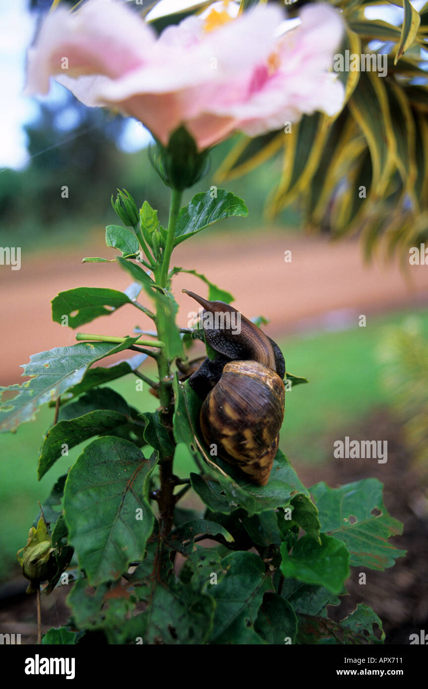A snail eating a hibiscus in Hawaii Stock Photo Alamy