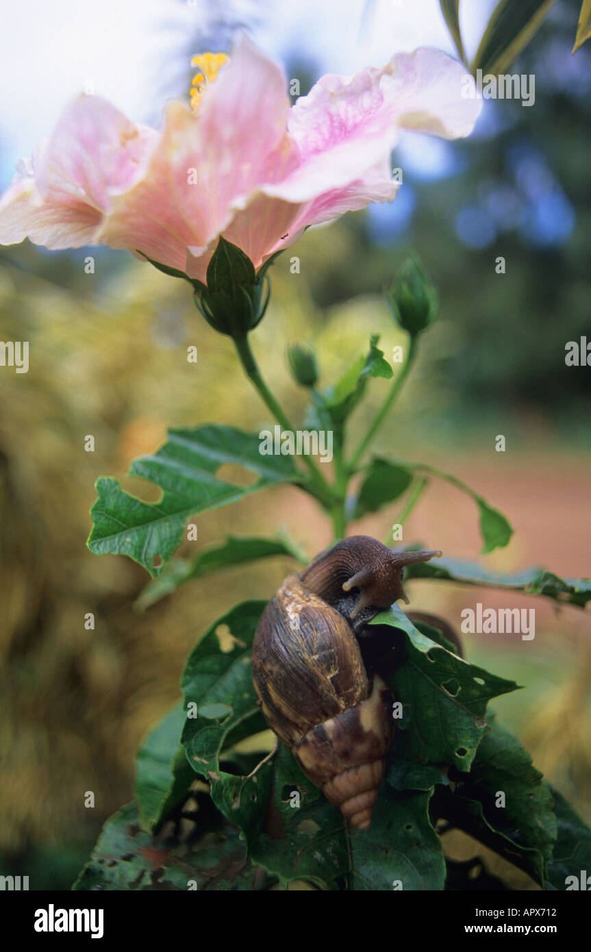 A snail eating a hibiscus in Hawaii Stock Photo Alamy