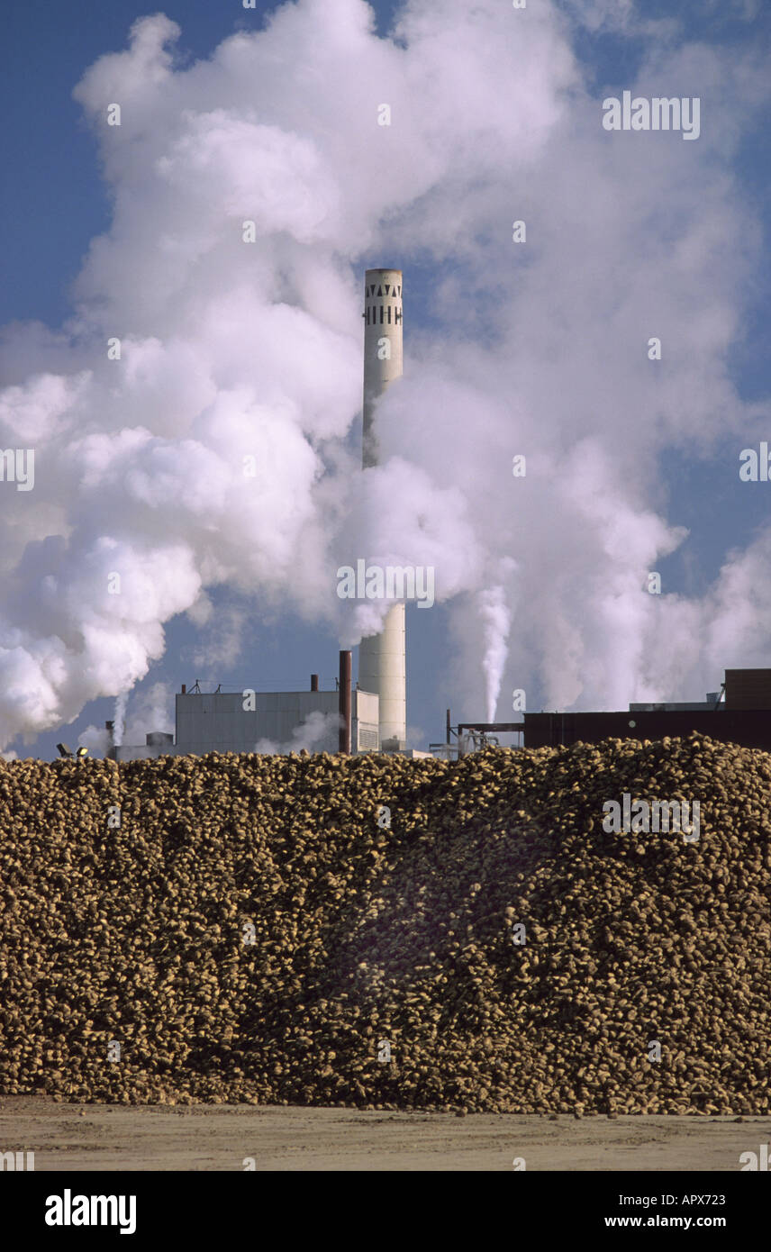 Sugar beet factory hires stock photography and images Alamy