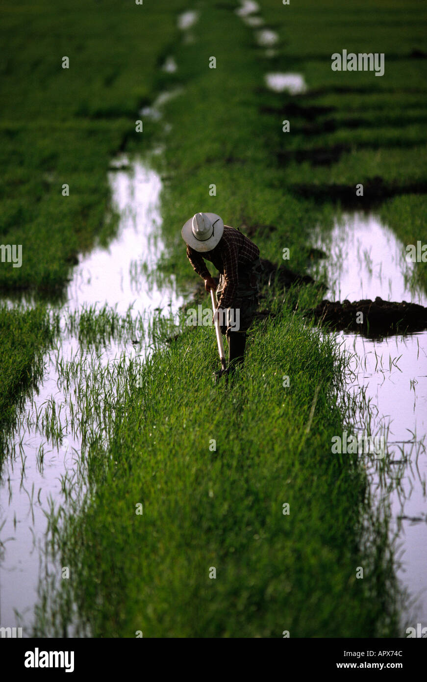 Texas Rice Farming High Resolution Stock Photography and Images - Alamy