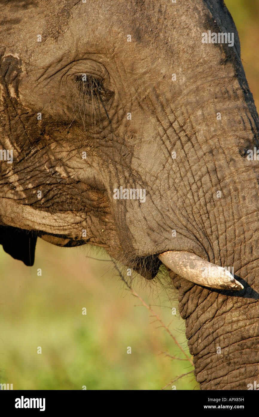 Close up of Elephant's face with broken off tusk Stock Photo Alamy