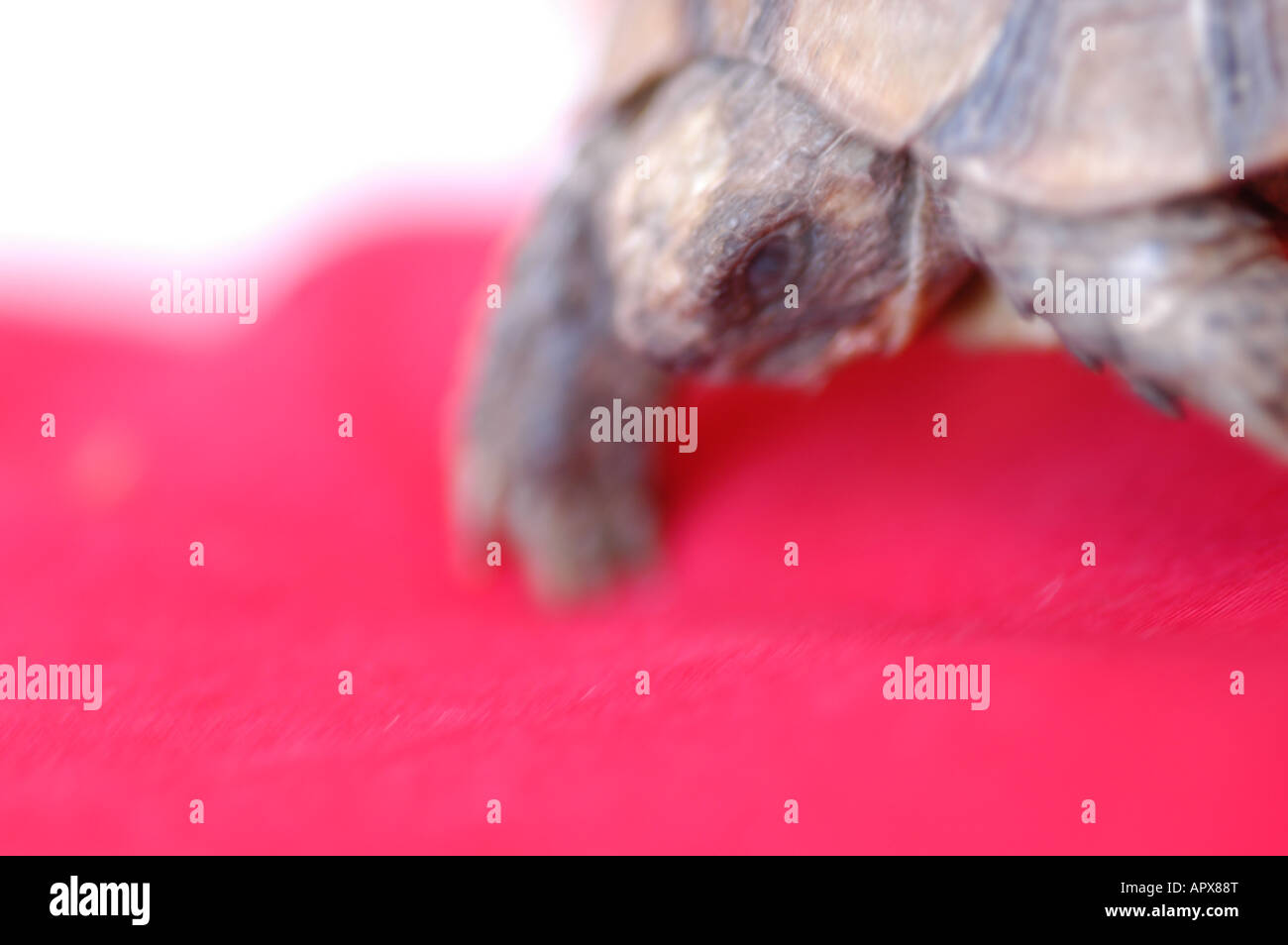 tortoise head on red background, Marrakesh, Morocco Stock Photo - Alamy