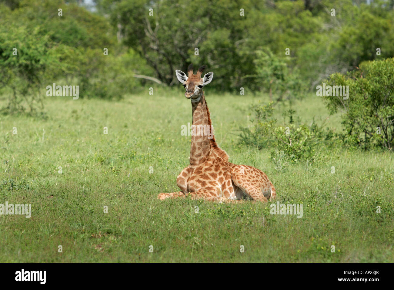 Giraffe youngster resting in short green grass Stock Photo