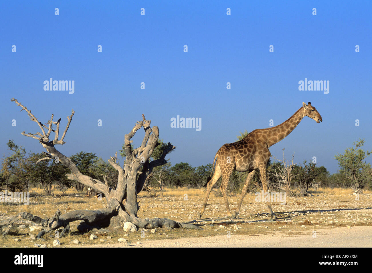 A giraffe walking past dead tree stump Stock Photo