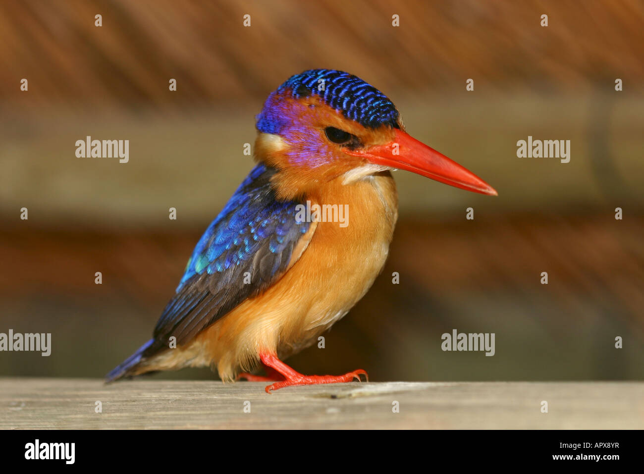 Pygmy Kingfisher Stock Photo