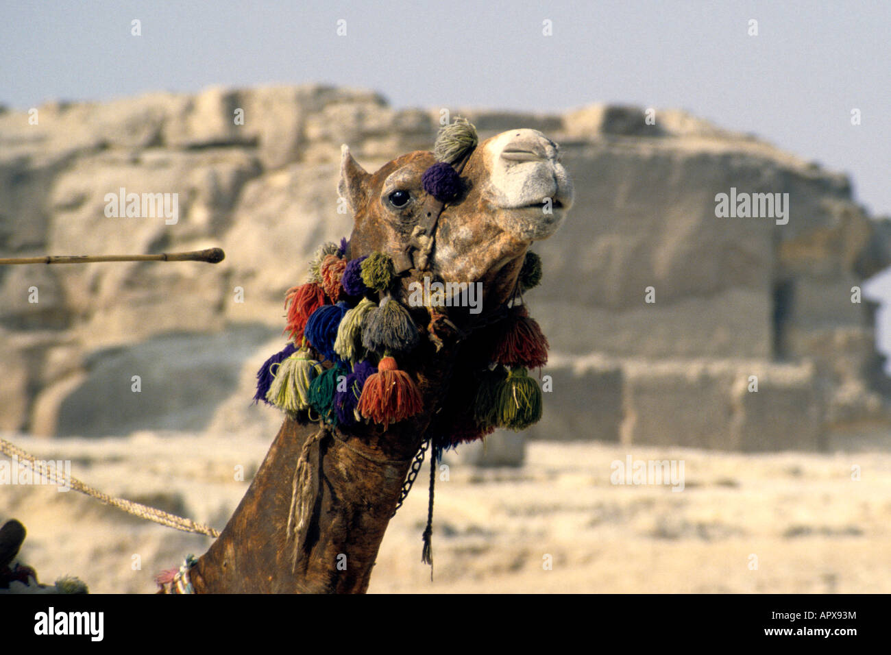 Portrait of a camel with colourful tassels around its neck Stock Photo