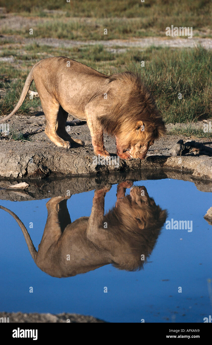 Lion trinking, Reflexion, Serengeti NP Tansania Stock Photo