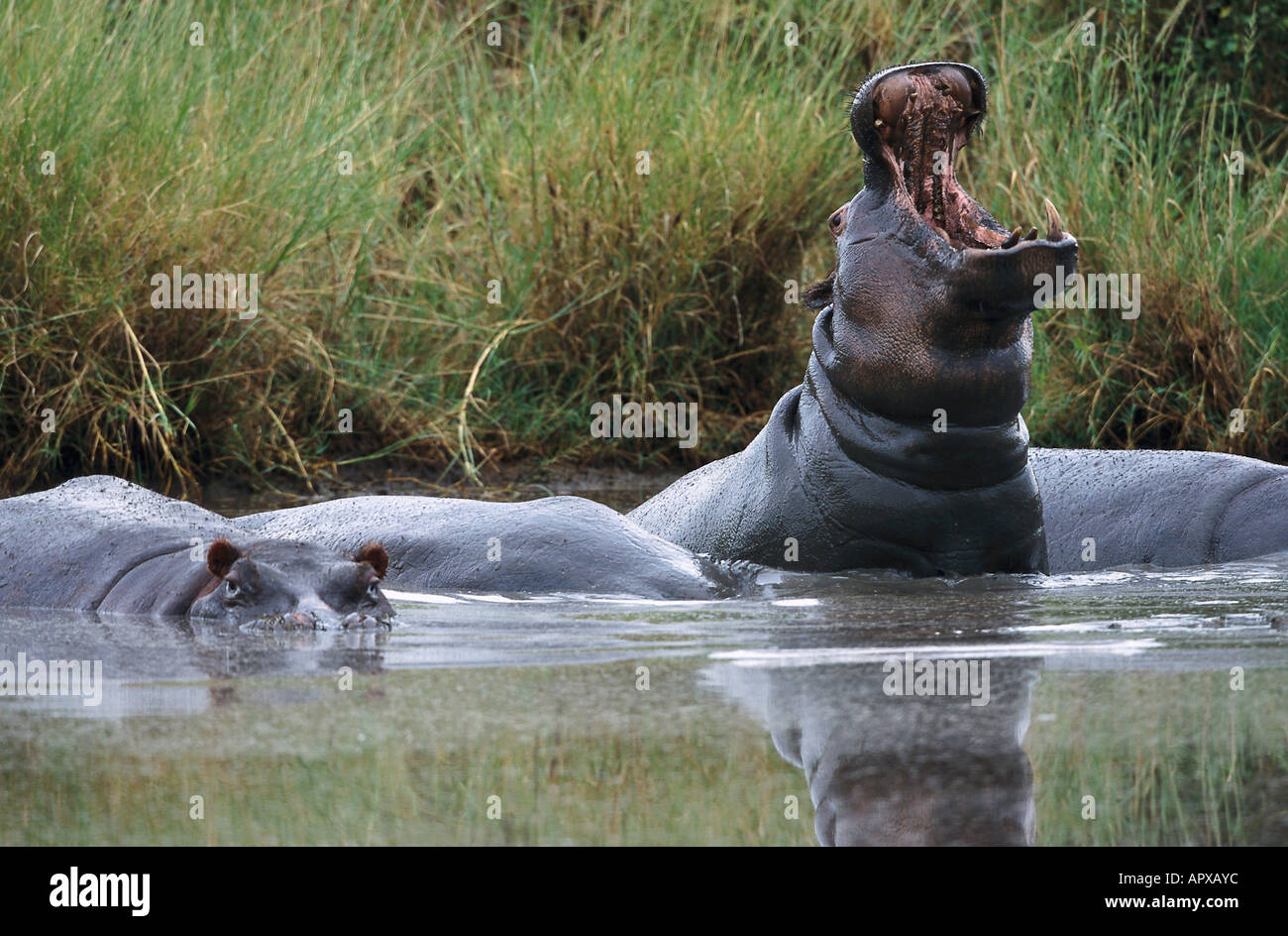 Hippopotamus in the water neat the river bank, East Africa Stock Photo